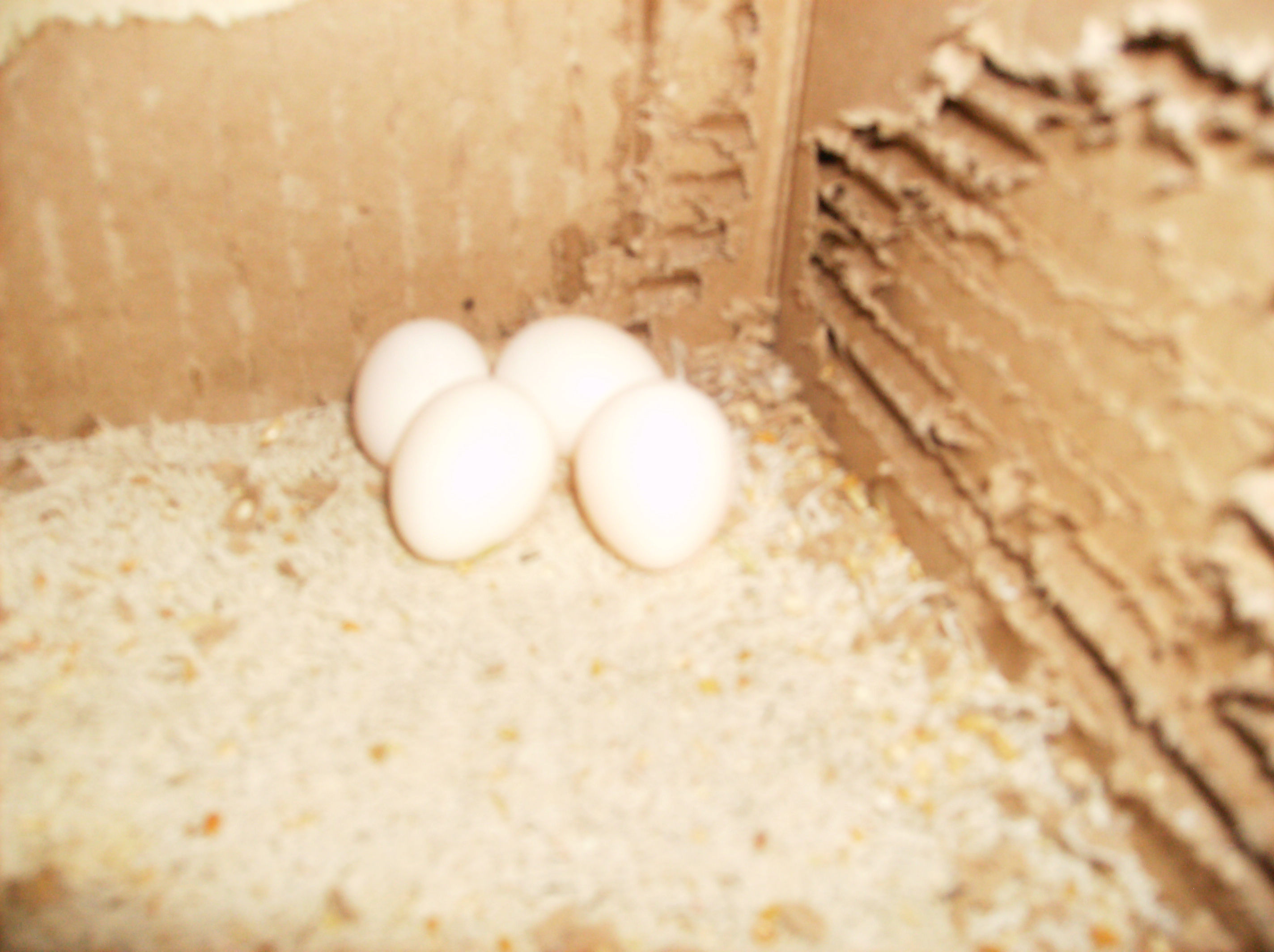 Typical Clutch of Eggs
