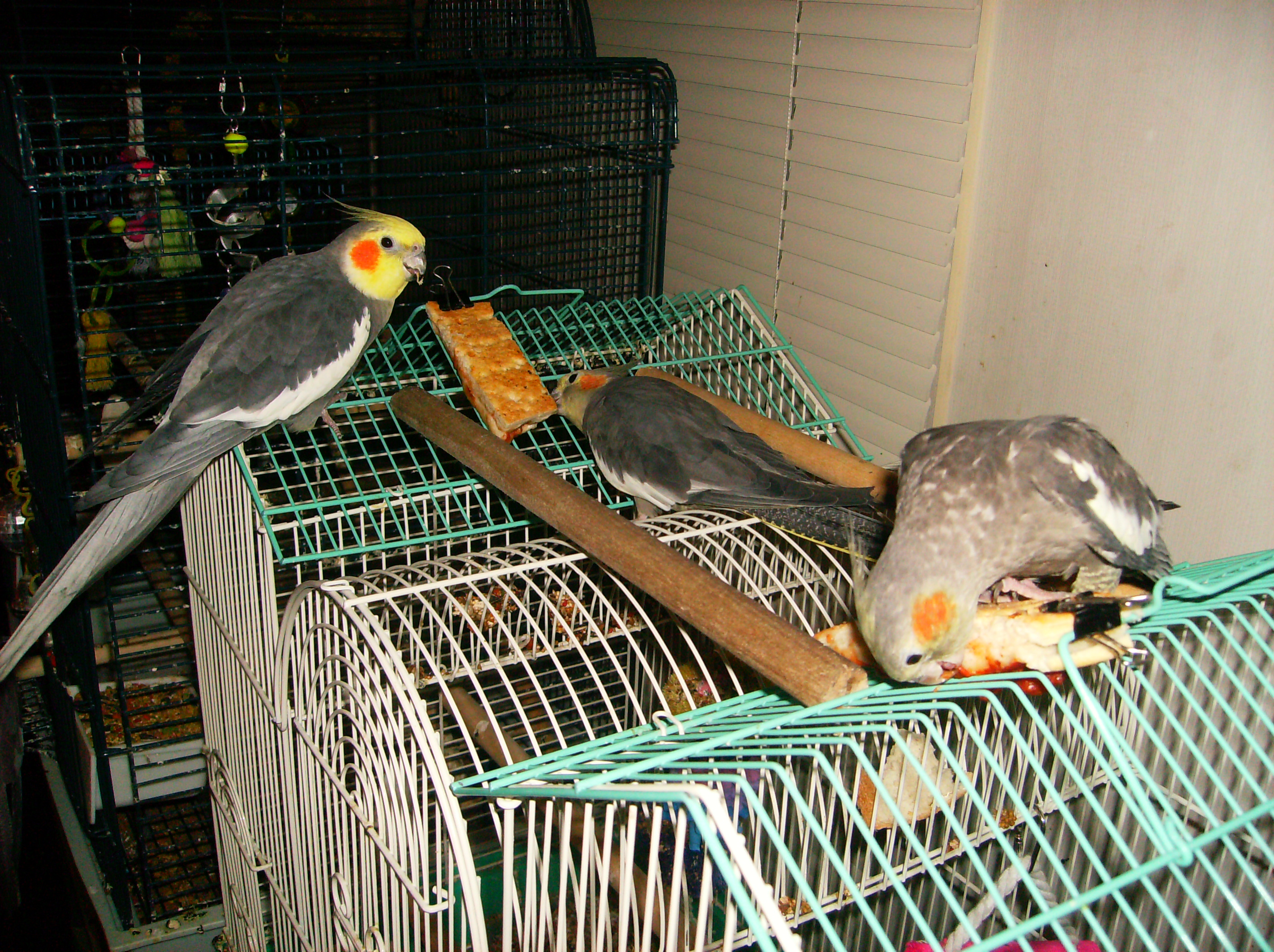 Family Dining One