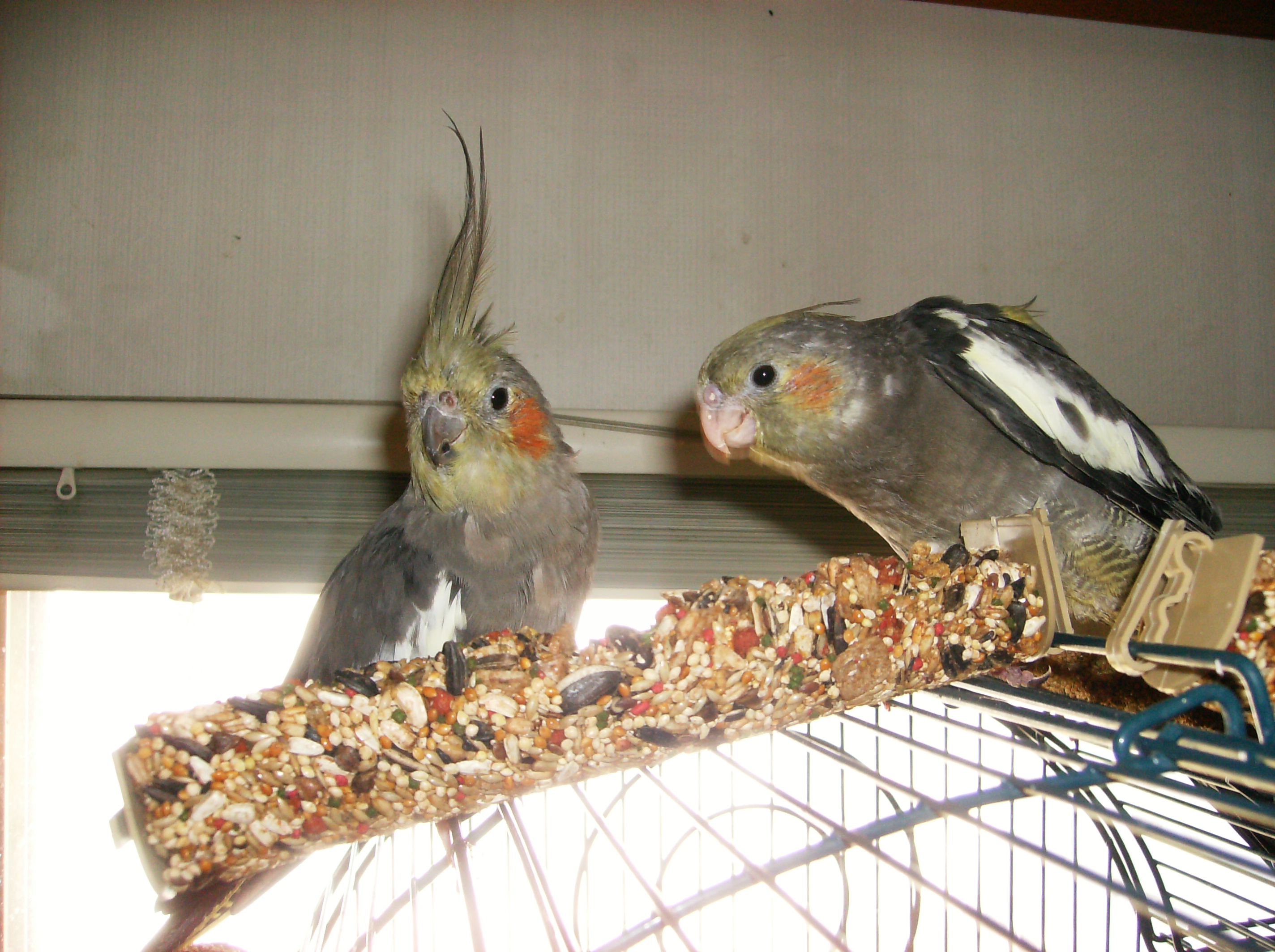 Honey Seed Treat
