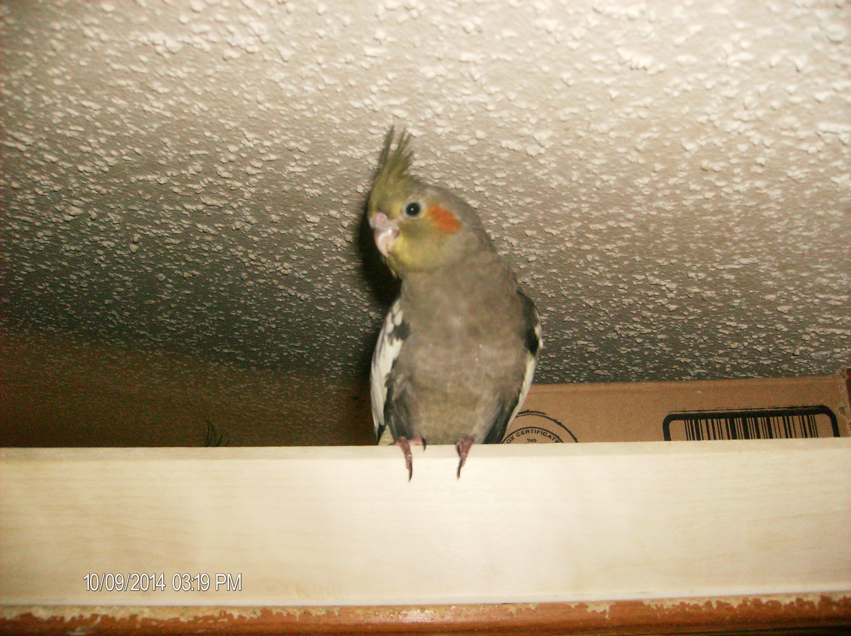 Baby Posing
