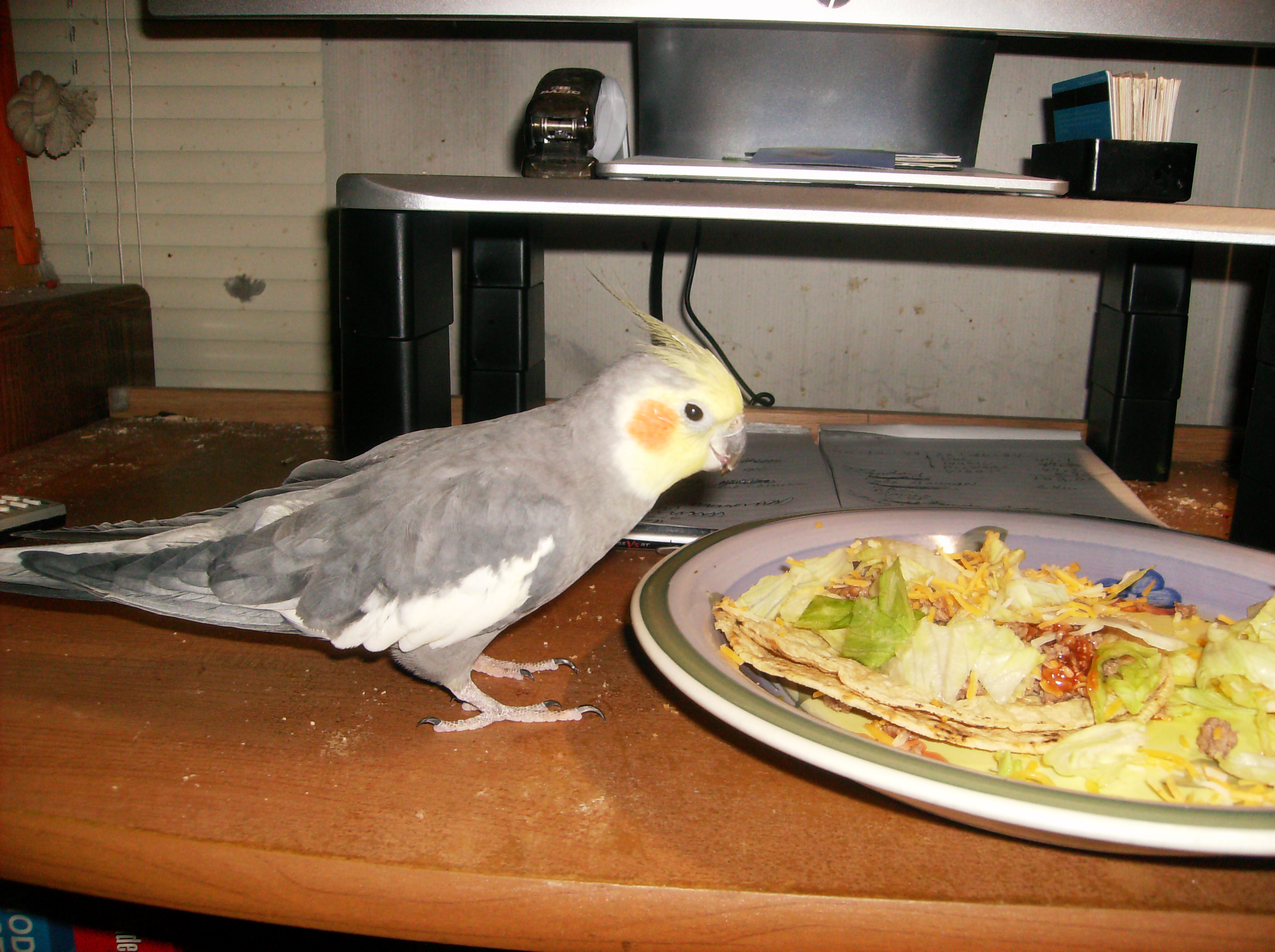 Pretty Boy Raiding My Plate